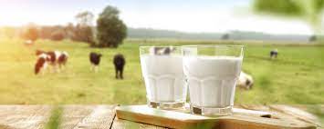 Susu Protein Sangat Membantu Untuk Kalian Yang Sedang Melakukan Diet